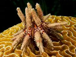 Eucidaris tribuloides, shallow Caribbean species