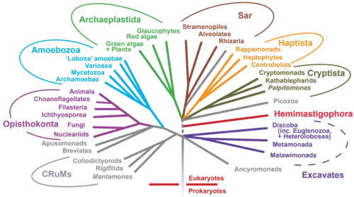 Eukaryotic tree of life showing the diversity of eukaryotic cells.
