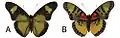 E. s. cyparissoides male dorsal (a); ventral (b)