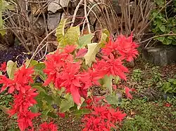 A cluster of red and green leaves leans toward the viewer on long, bent branches bursting out from a main plant on the base of a rock wall.