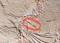 Eupodophis descouensi hind leg