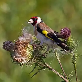 A European Goldfinch eating seeds on a Cirsium vulgare (spear thistle) seedhead