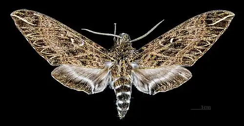 Euryglottis dognini female, dorsal