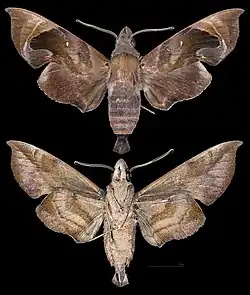 Eurypteryx obtruncata