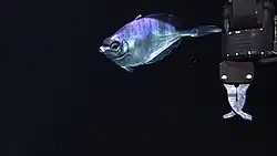 A fish swims by Jason's manipulator arm