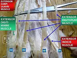 Extensor digitorum muscle