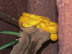 Image 5Eyelash viper (Bothriechis schlegelii) (from Wildlife of Costa Rica)