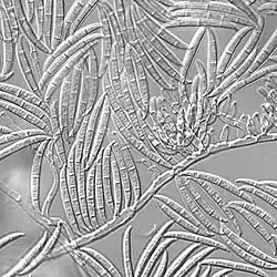 Macroconidia of "Gibberella zeae"