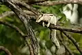 Five-striped or northern palm squirrel in Rao Jodha