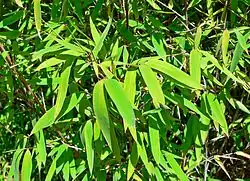 leaves