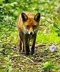 Red fox