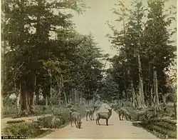 Nara Park, photograph by Adolfo Farsari (before 1898)