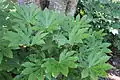 Fatsia, Japanese aralia at Rosalie Mansion in Natchez, Mississippi