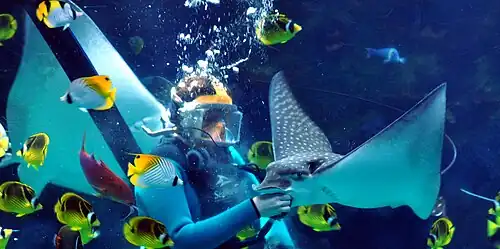 Stingrays being fed.