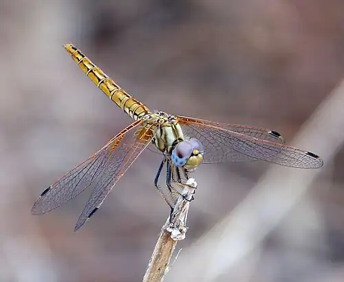 Trithemis kirbyi female