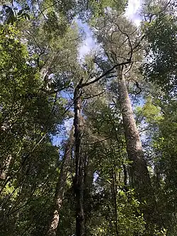 Kahikatea trees in Fensham Reserve