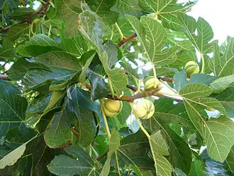 Variegated fig