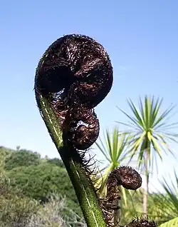 The expanding frond forms a fiddlehead or koru