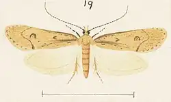 Male