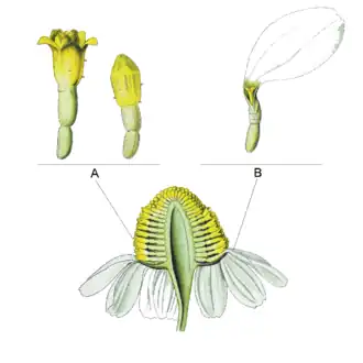 The yellow disc florets (A) and white ray florets (B)