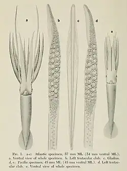 #149 (18/2/1961) and #164 (17/12/1963) The first early juvenile giant squid specimens ever recorded, both taken from lancetfish stomachs: the left from the northeast Atlantic (57&nbsp;mm ML; #149) and the right from the southeast Pacific (45&nbsp;mm ML; #164); details of their tentacular clubs and the gladius of the Atlantic specimen are also shown (Roper & Young, 1972:208, fig. 1)