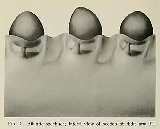 #149 (18/2/1961), Lateral detail of arm III of the Atlantic juvenile (Roper & Young, 1972:210, fig. 2)