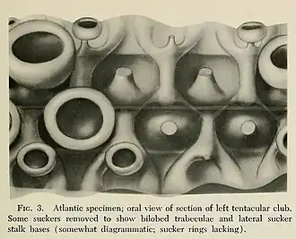 #149 (18/2/1961), Semi-diagrammatic oral view of the left tentacular club of the Atlantic juvenile with some suckers removed to show underlying details (Roper & Young, 1972:211, fig. 3)