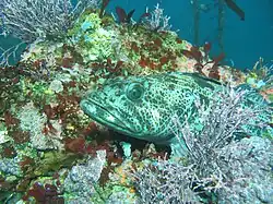 Lingcod hides motionless on a reef