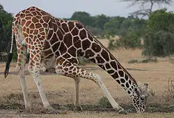Photograph of a giraffe bending down to drink