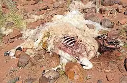 Flies settling on sheep carrion.