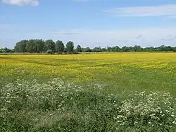 Castor Flood Meadows