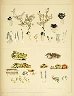 The lichens Sphaerophoron tenerum, Parmelia cincinnata, and Lecanora palaecea