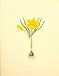 Crocus flavus