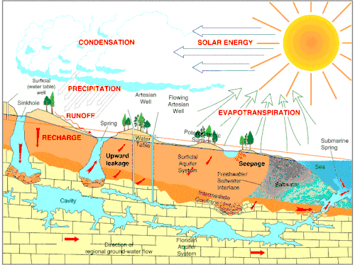 Cross section illustration of the hydrologic cycle in Florida, including the Floridan aquifer and formation of springs and sinkholes