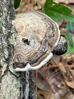 southern clam shell mushroom