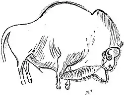 Outline of one of the bison in the Galerie des Fresques at Font-de-Gaume, showing the preliminary etching or engraving preparatory to the polychrome fresco painting. After Breuil.