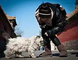 Tourist with a camera leaning down to pet a standing fluffy white and black cat