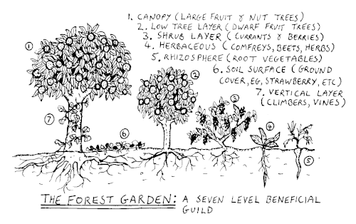 Image 34The seven layers of the forest garden (from Agroforestry)