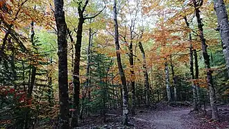 Path inside the park, Ordesa valley