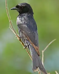 Eastern race D. a. fugax is somewhat smaller than the nominate.