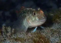Forsterygion gymnotum in rock pool at Mussel Point near Jackson Bay.