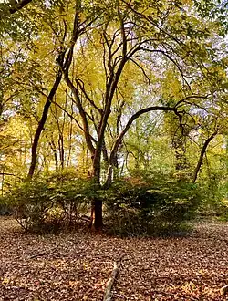 Forwood Preserve in Delaware In November