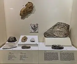 Fossil samples dated to 18–11 million years ago
