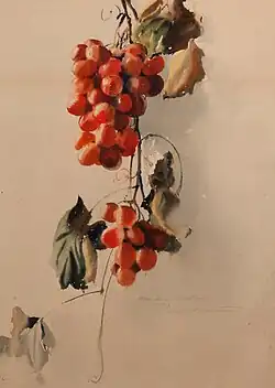Grapes