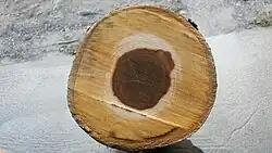Round piece of wood showing cross-section