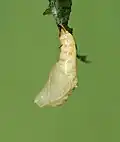 Freshly formed pupa