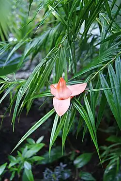 Freycinetia cumingiana