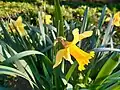 Daffodils, Narcissus, naturalised on Ramp Meadow