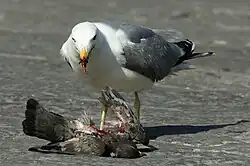 A seagull is eating the bloody insides of a dead pigeon on a city square.