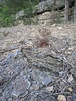 Galesburg-Stark-Canville Shale beneath Winterset Limestone, Dennis Formation, Upper Bronson Subgroup, Kansas City Group, Missourian Series, Pennsylvanian System (late Carboniferous, ca. 318-299 million years ago).